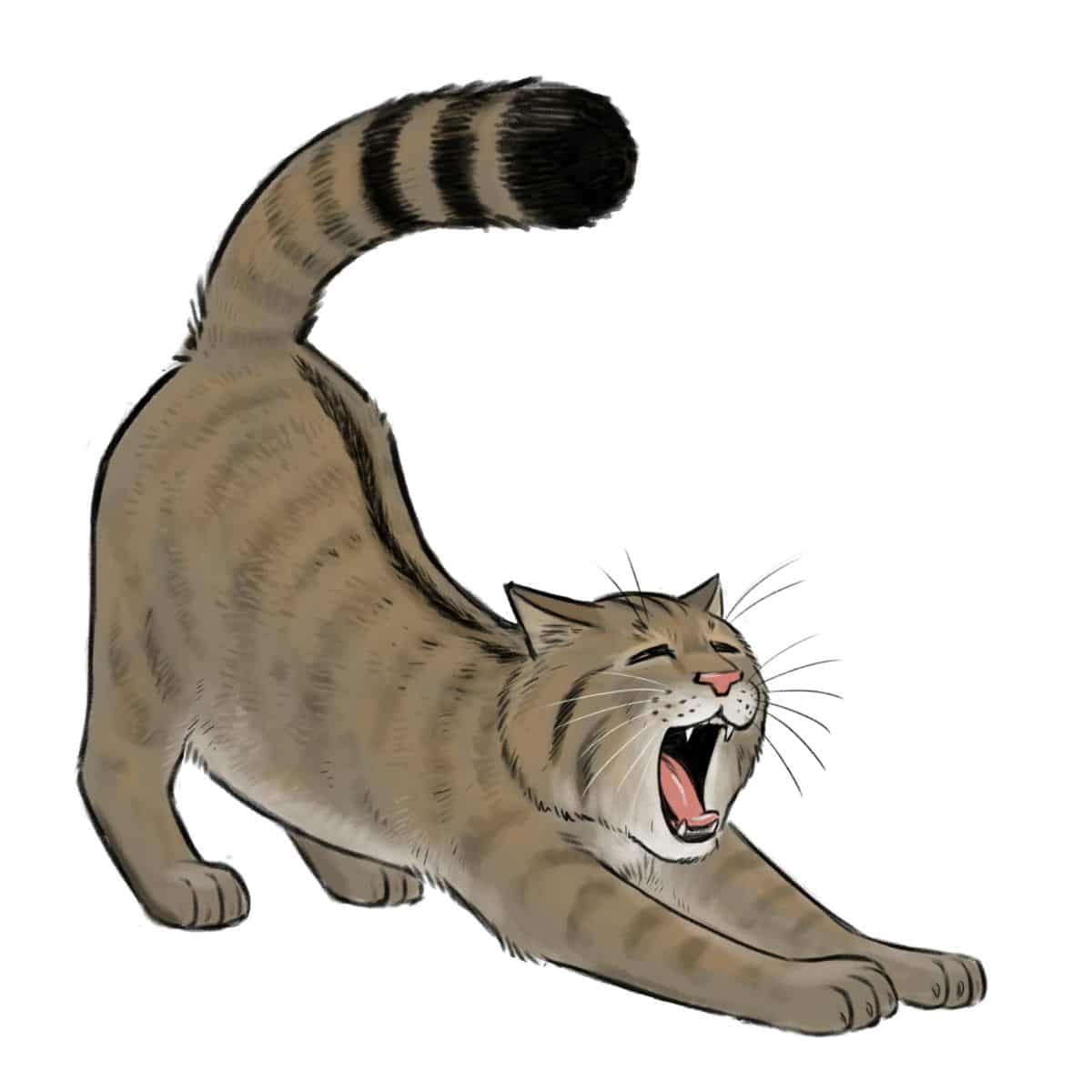 bundjugend-wildkatze-bild (2)