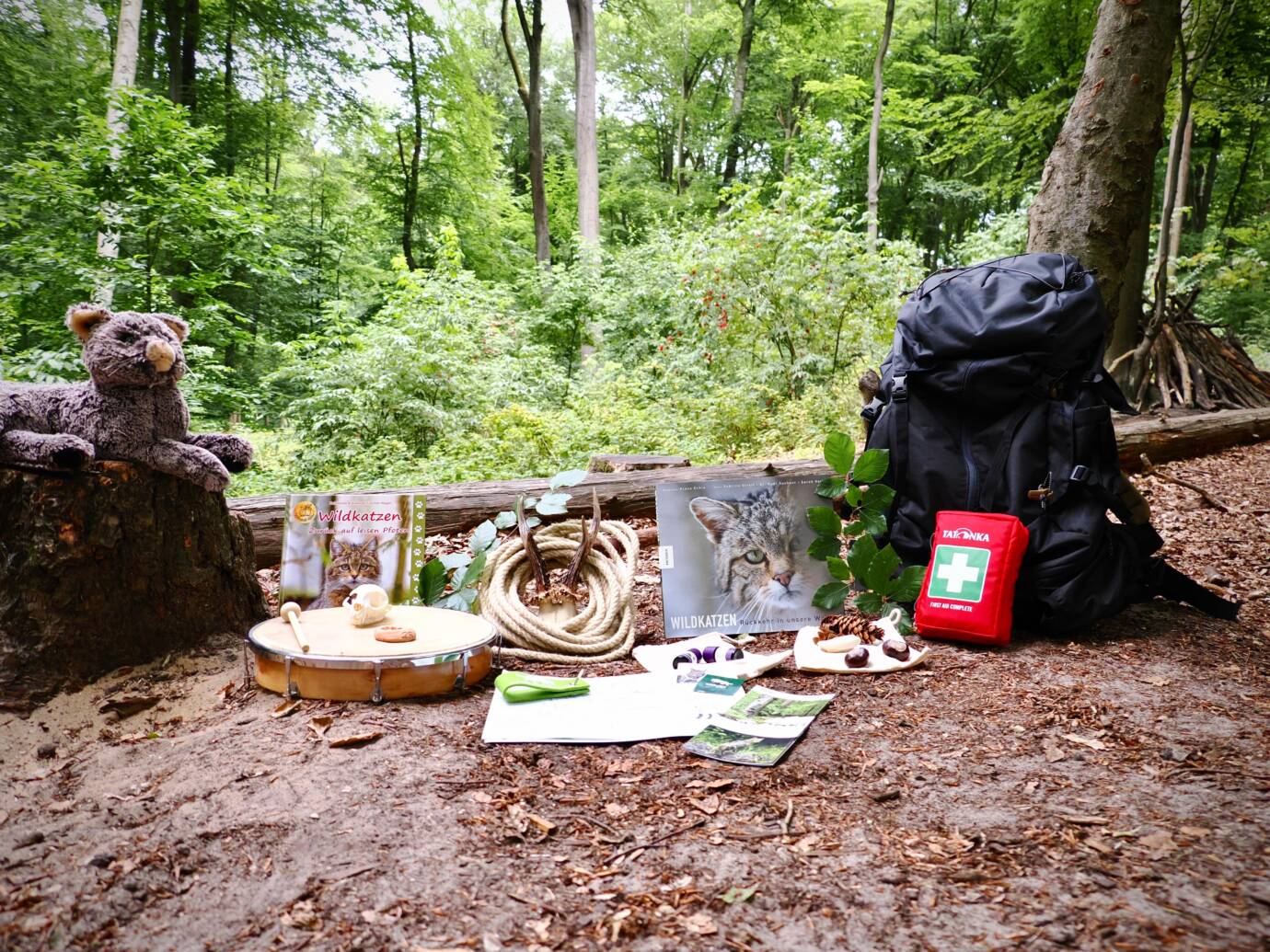 Outdoor-Aktivitäten mit Wildkatzen-Thema.