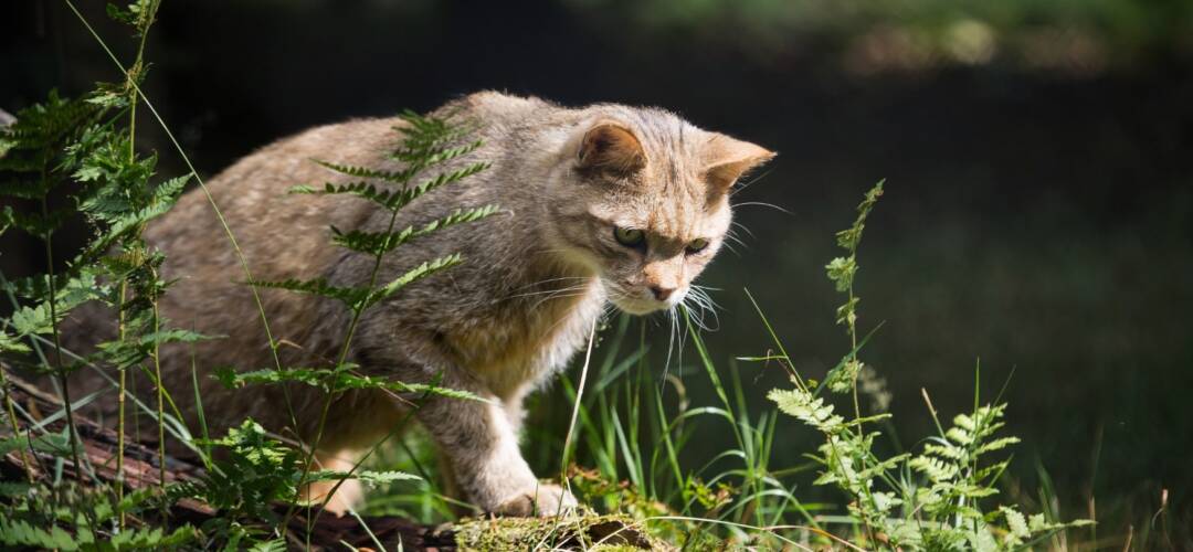bundjugend-projekt-wildkatze