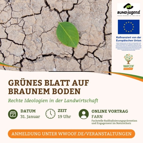 Ein grünes Blatt auf trockenem Boden.